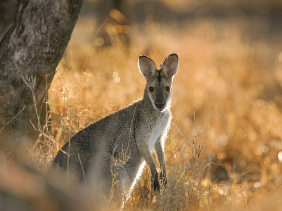 Australian Wildlife | Western Queensland | Day trip | Australian Outback